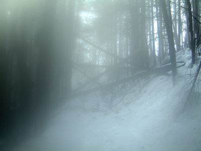 driveway-trees.jpg